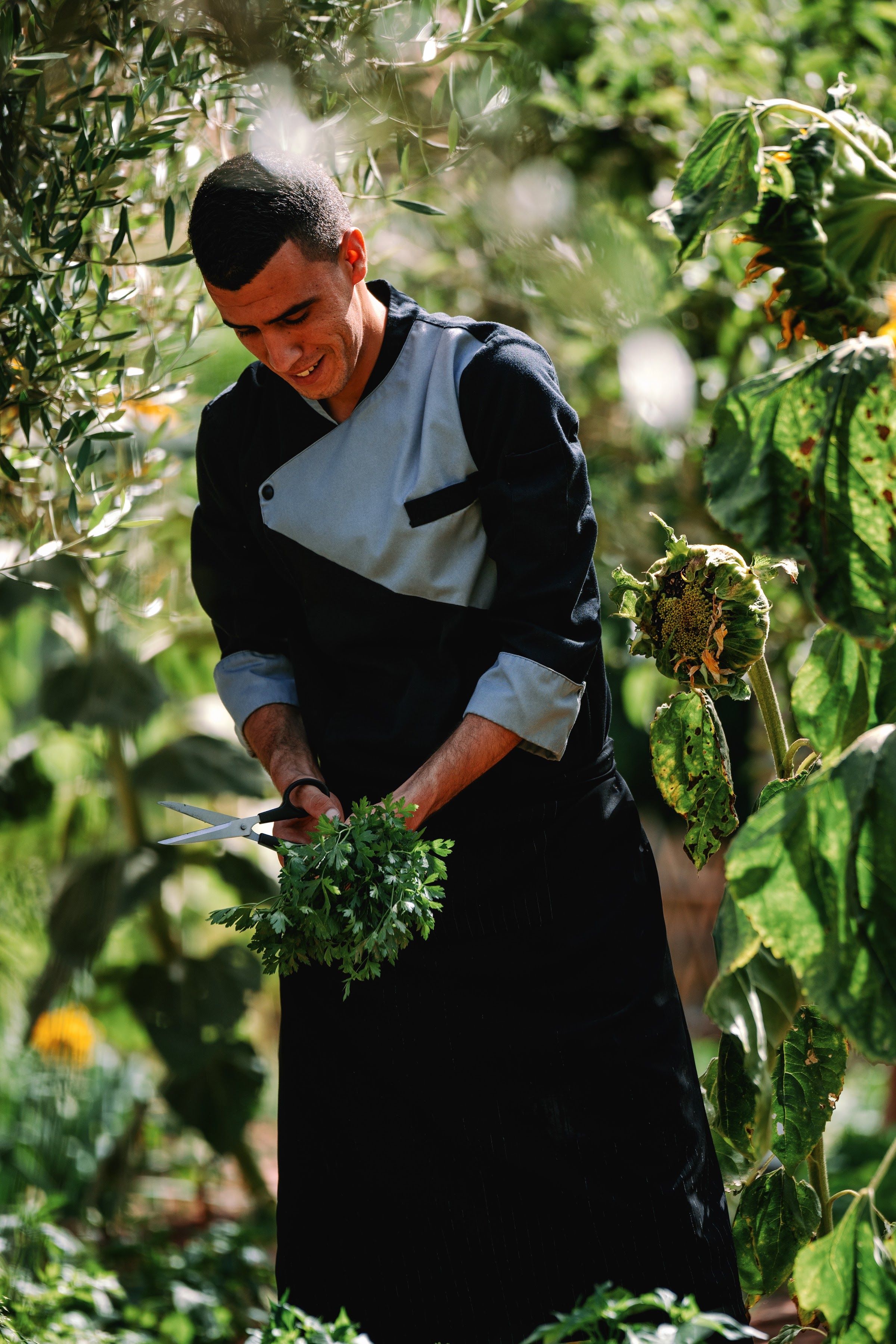 A chef picking fresh herbs in a kitchen garden